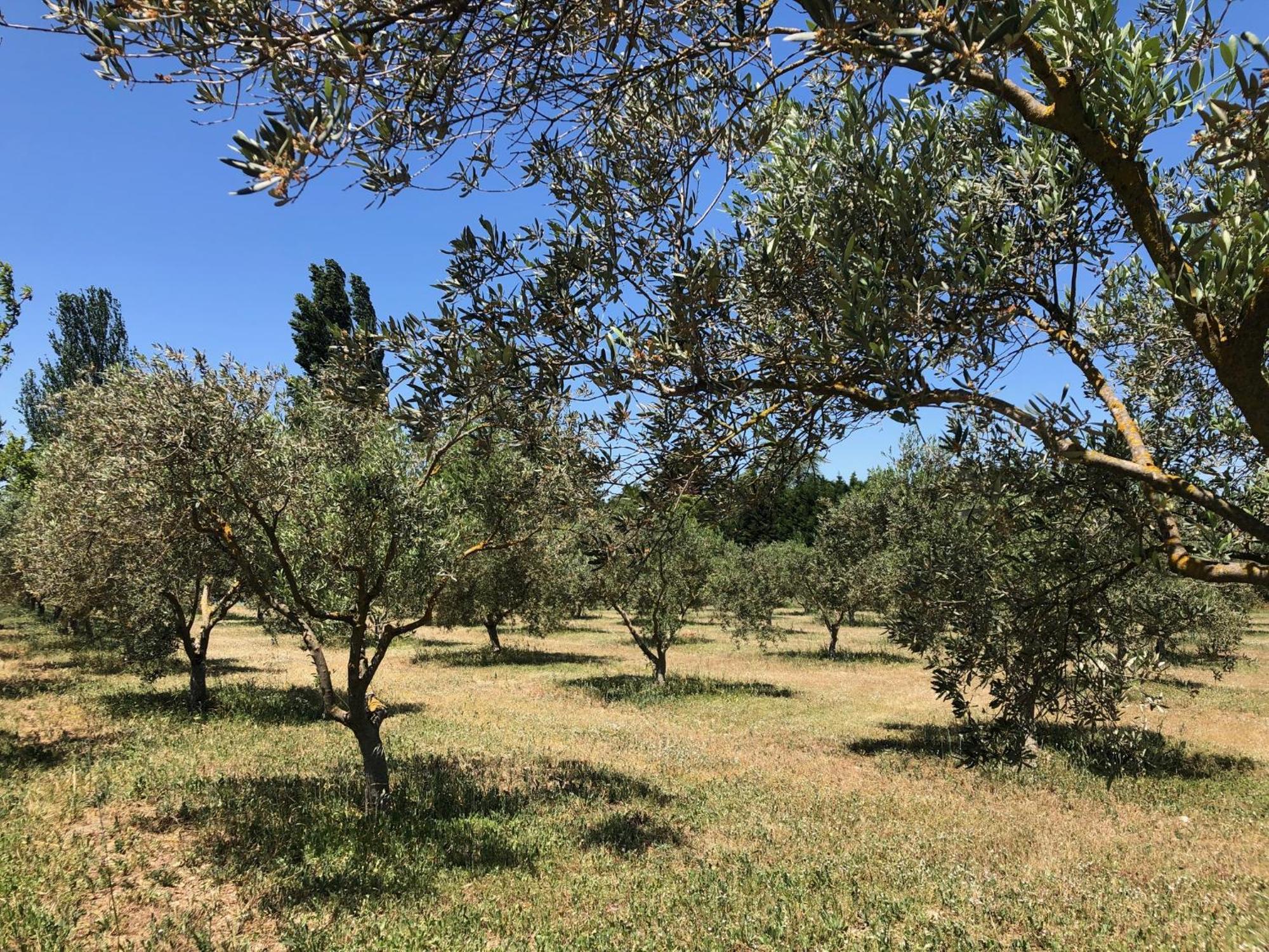 L'oustalet Des Alpilles Vakantiehuis Saint-Rémy-de-Provence